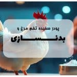 پودر تخم مرغ و بدنسازی