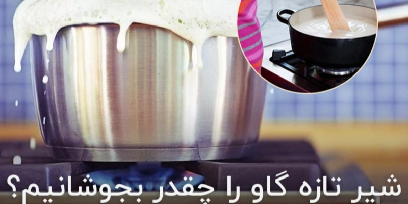 شیر تازه گاو را چقدر بجوشانیم